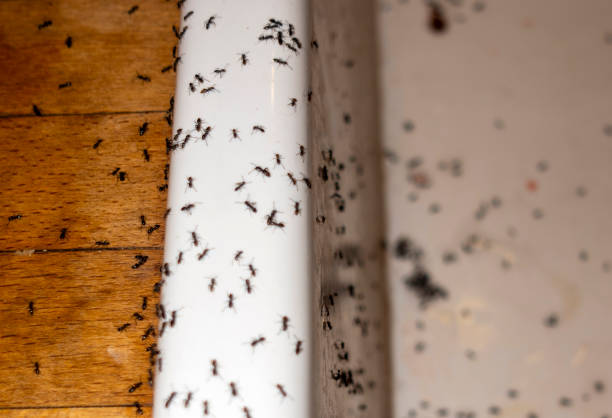 Best Spider Control Near Me  in Archdale, NC